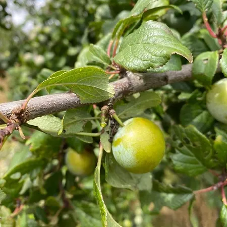 ベッド・アンド・ブレックファスト Les Fruits Du Passau *